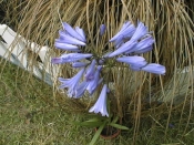 Baby blue , Agapanthus